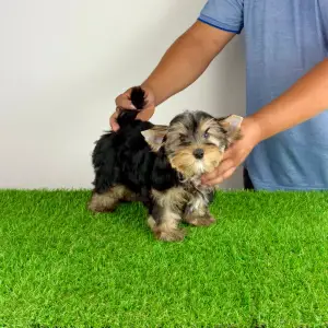 Yorkshire Terrier - Zonky