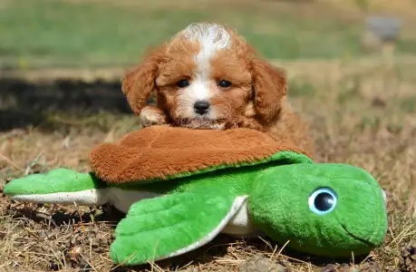 Cavapoo - Rolex( Toy Size)