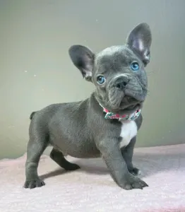 Buldog francuski - Armin