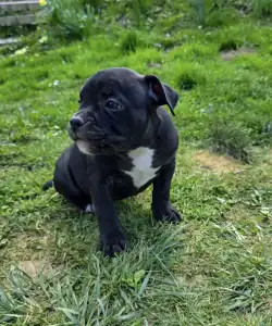 Amerikai Bully - Pocket - Ak Bully Dax