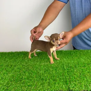 Chihuahua - Gaby