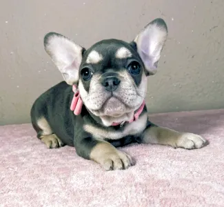 French Bulldog - Melissa