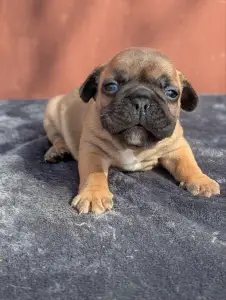Francia bulldog - Hektor