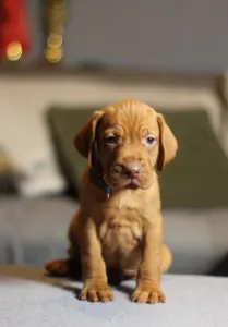 Hungarian Short-haired Vizsla - Alfa Romeo