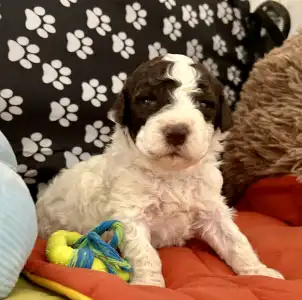 Lagotto Romagnolo - Big Nose Kate