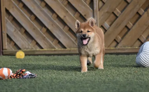 Shiba - Bravados Chiyuki