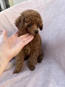 Pudla - patuljasta - Axel Christina Diamond Dream