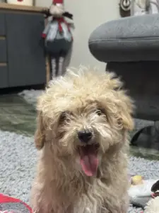 Cavapoo - Cuki