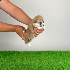 Welsh Corgi Pembroke - Aruna