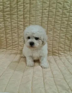 Bichon frisé - Eliot