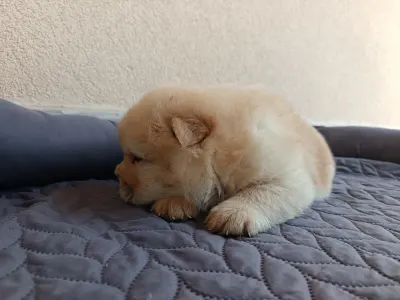Chow Chow - La Casa De Chow Gusto