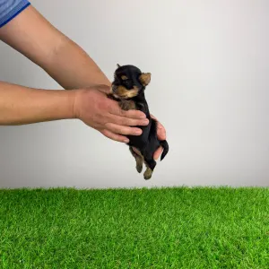 Yorkshire Terrier - Rosaria