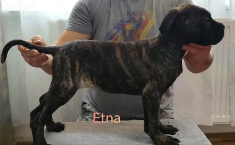 Cane Corso Italiano - Forza Di Diavolo Etna