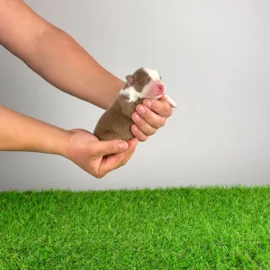 Australian Shepherd - Dax