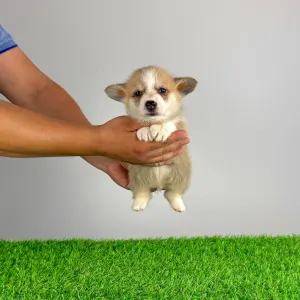 Corgi galez Pembroke - Scout