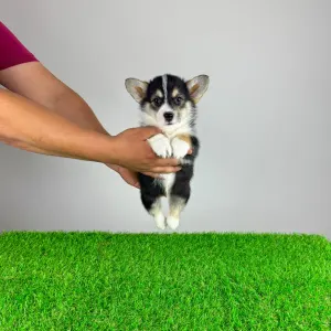 Pembroke Welsh Corgi - Rommy
