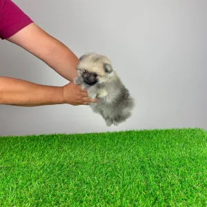 Pomeranian - Chippy