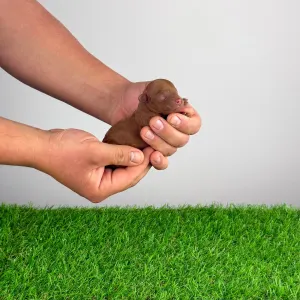 Poodle Miniature - Rana