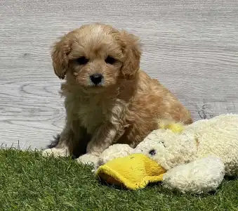 Cavapoo - Edgar