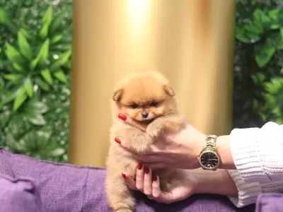 German Pomeranian Spitz - Leonardo๐