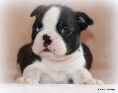 Boston Terrier - Mae Mae On Hold