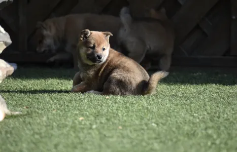 Shiba inu - Benika