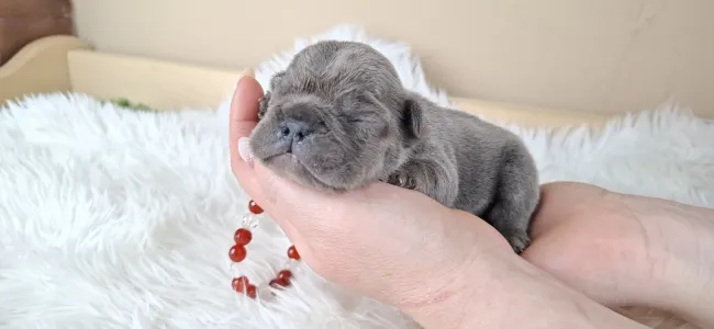 French Bulldog - Zoé 