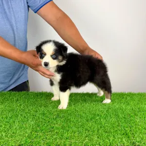 Australian Shepherd - Guru
