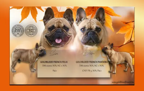 French Bulldog - Zoey