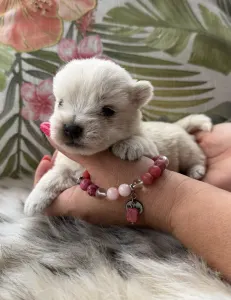 West Highland White Terrier - Bella