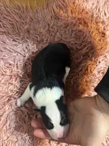 Border Collie - Tricolor Szuka