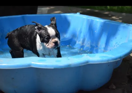 Boston Terrier - Gordon