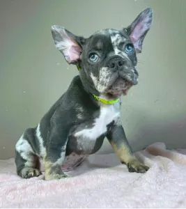 Bulldog francese - Rick