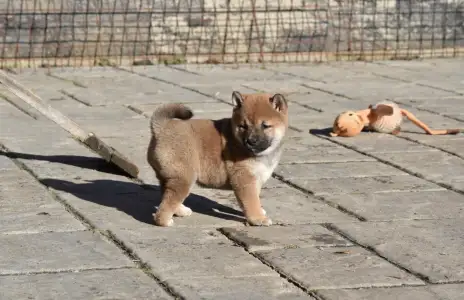 Shiba - Bravados Chiyuki