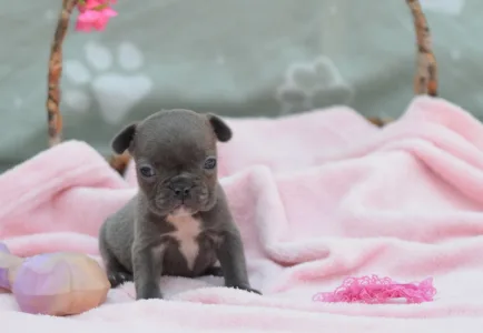 Francuski buldog - Málna