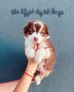 Australian Shepherd - Budnat Aussies Hey Halo Glo