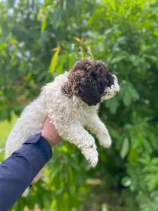 Wasserhund der Romagna - Aisha