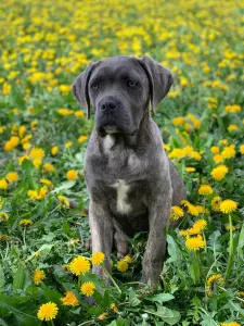 Cane Corso - Romyna