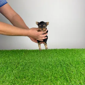 Yorkshire Terrier - Melani