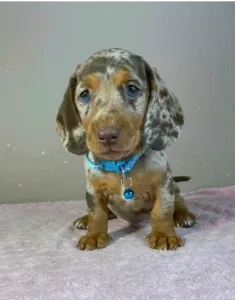 Dachshund - Chris