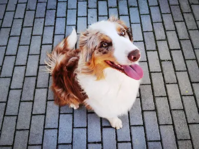 Australian Shepherd - Candybelldream Cognac