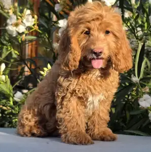 Cavapoo - Milky(health Tested:cardio,eye,patella)