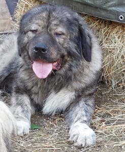 Caucasian Shepherd Dog - Bebe