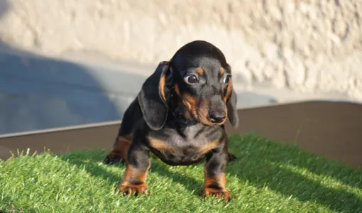 Dachshund - Oscar