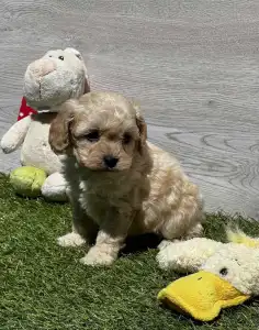 Cavapoo - Ella