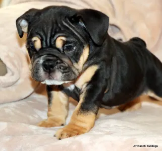 Englische Bulldogge - Willy Sold