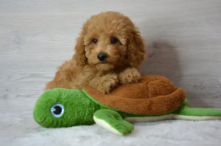 Poodle Miniature - Roxy