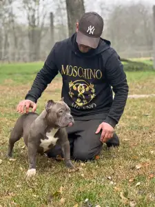 Amerikai Bully - Pocket - Anita