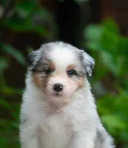 Australian Shepherd - Winstead Lucky Tinker 