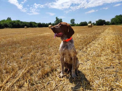 Italian Pointing Dog - Alberto